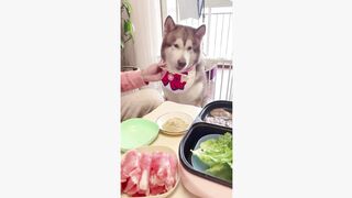 #dogsoftiktok #funnyvideo #foryourpage #funny