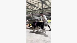 #dogsoftiktok #funnyvideo #foryourpage #funny