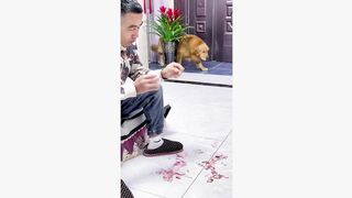 #dogsoftiktok #funnyvideo #foryourpage #funny