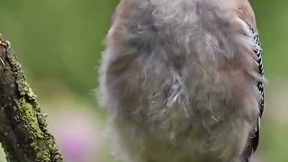 Beautiful birds 12