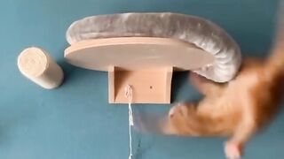 name Funny_animals_2023????_-_Funniest_Cats_and_Dogs_Video????????201_#shorts(720p).