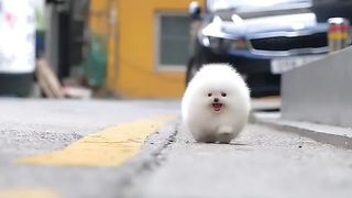 Cute_white_miniteacup_Pomeranian_puppy_video.????????(720p).