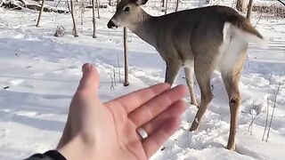Deer Tries To Eat Me