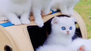 Cute Cat...