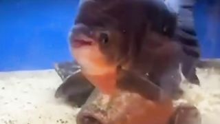 Animals Funny Moment ^^The way the fish smiles