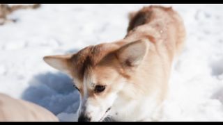 Dog Playing In The Snow