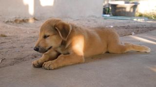 Puppy Lying On Ground
