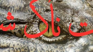 Hunting Crocodile. A Mystery.