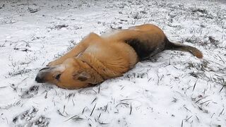 Dog Happy Mood And Playing In The Snow