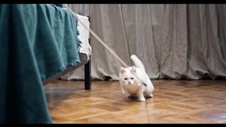 Playing Catch The Bait With a Cat