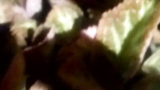 Animal  lovers 19