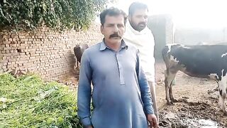 Money Earnings with Cattle farming |