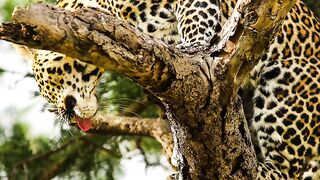 The African Leopard