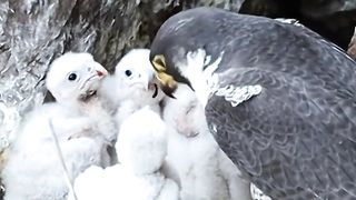 This Baby Eagle's Reaction to a Tiny Fluffy Visitok Will Make You GO Nuts!