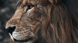 The African Lion