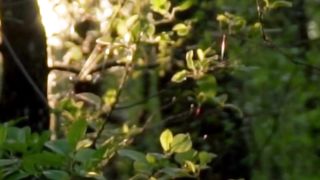 Beautiful nature 93