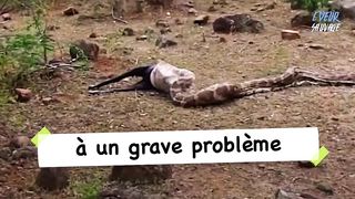 Un python n'a pas pu digérer son énorme proie et l'a finalement expulsé
