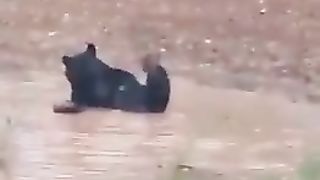 ???? Funny | Black Bear's Splashy Summer Frolic | FunFM