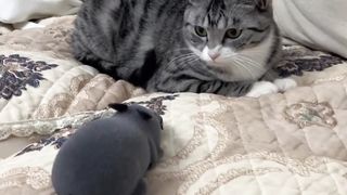 very cat funny video this cat is very naughty