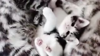 Funny Cat 63