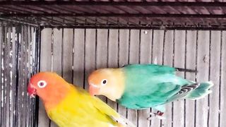 Love Birds Mutations #lovebirds