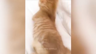 Videos De Risa De Animales 2023 - Perros y Gatos Chistosos - Videos De Animales Graciosos