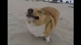 Dogs Who Fail At Being Dogs 2