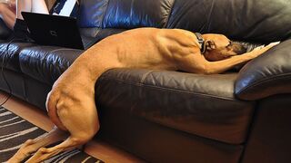 I Think My Dog Was a Comedian in Past Life 2