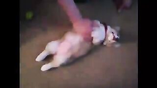 sleepy dog