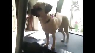 sneaky dog