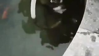 Dog helping cat 2