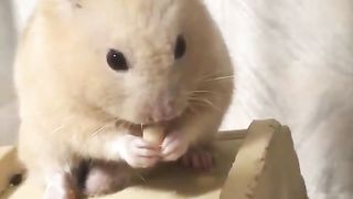 Hamsters that have received treats they don't like.