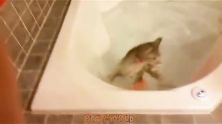 Funniest Cats Compilations 2023 ????????!