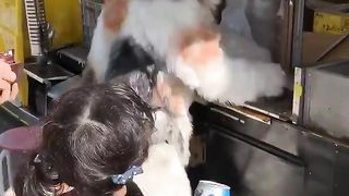 Big cat that came to buy a baked sweet potato