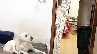 #Cute Pet # Pet # Labrador