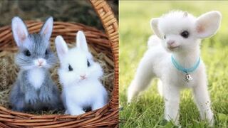 Cutest baby animals Videos Compilation Cute moment of the Animals 2