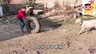 Goat Vs Man