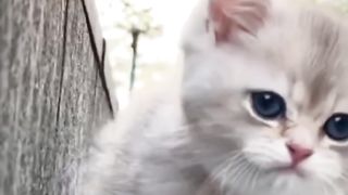 Funny Cat 64