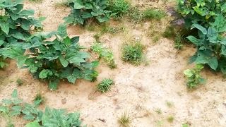 For the agriculture