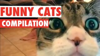 Cute Cat|Funny