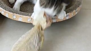 Animals video 4