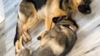 lovely dogs 2
