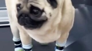Very funny, dog and, cute dog