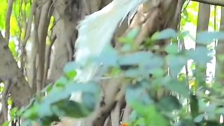 World beautiful peacock