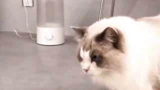 "Heartwarming Moments with White Cats"
