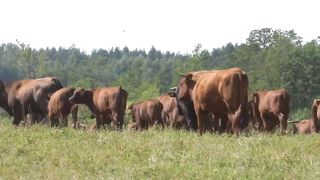 .How American Ranchers Taking Care Of Millions Of Beef Cattle - Farming Documentary