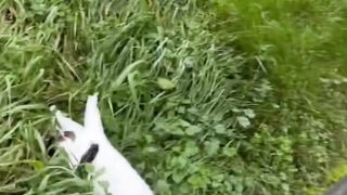 Very cute cat's