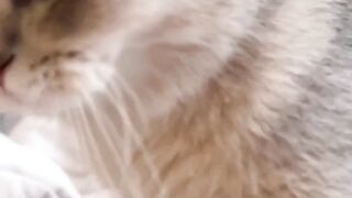 Very cute cat's and any animals