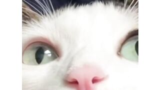 Very cute cat's and any animals 2
