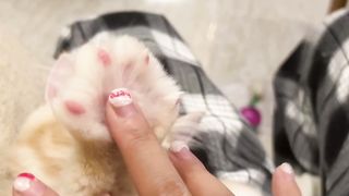 Very cute cat's and any animals 3